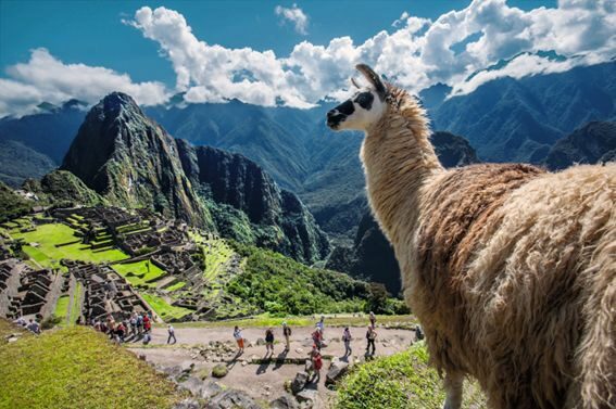 Peru llama