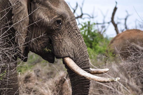 Kruger safari